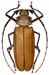callipogon